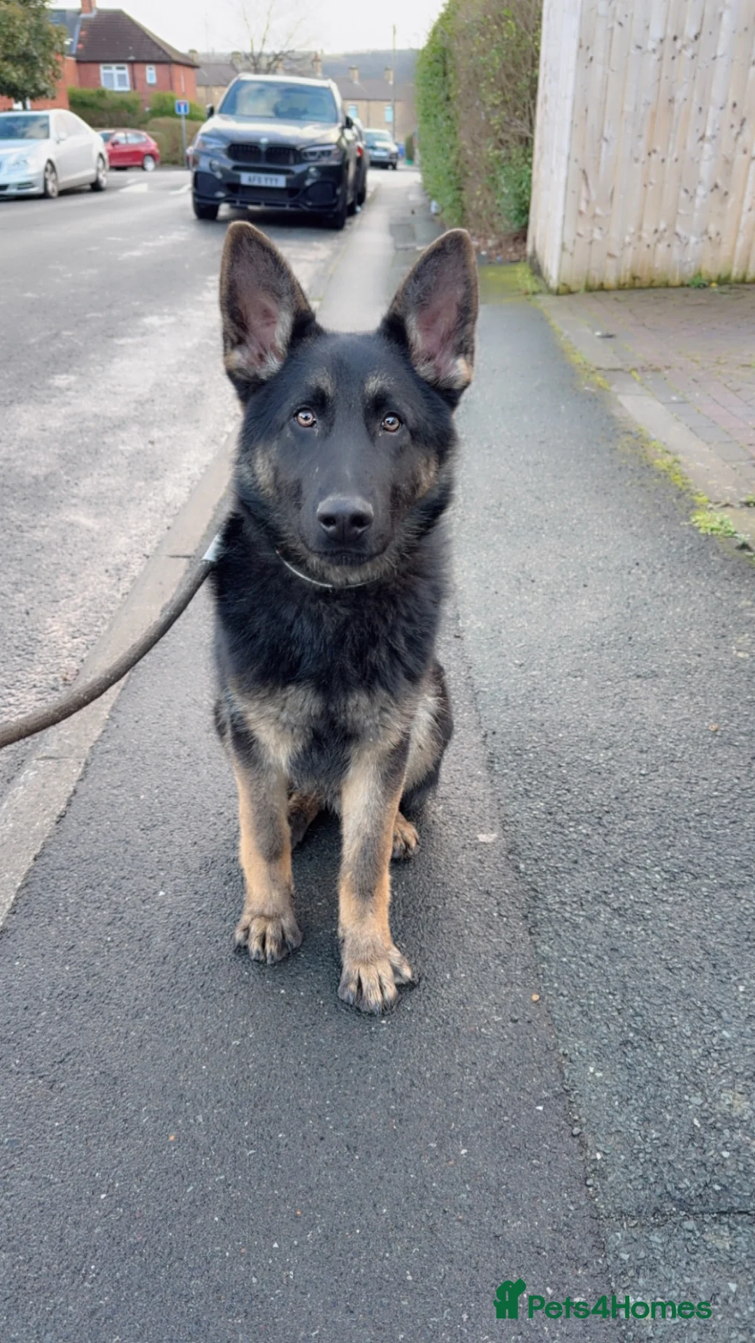 German Shepherd dogs for sale: 1 year 11 months old male german shepherd  in Dewsbury - Advert 4