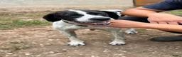 Pointer dogs for adoption: Arpa  in New Romney - Advert 3