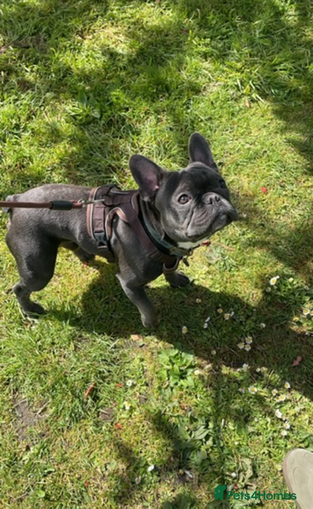 French Bulldog dogs for stud: Male French bulldog for stud  - Advert 2