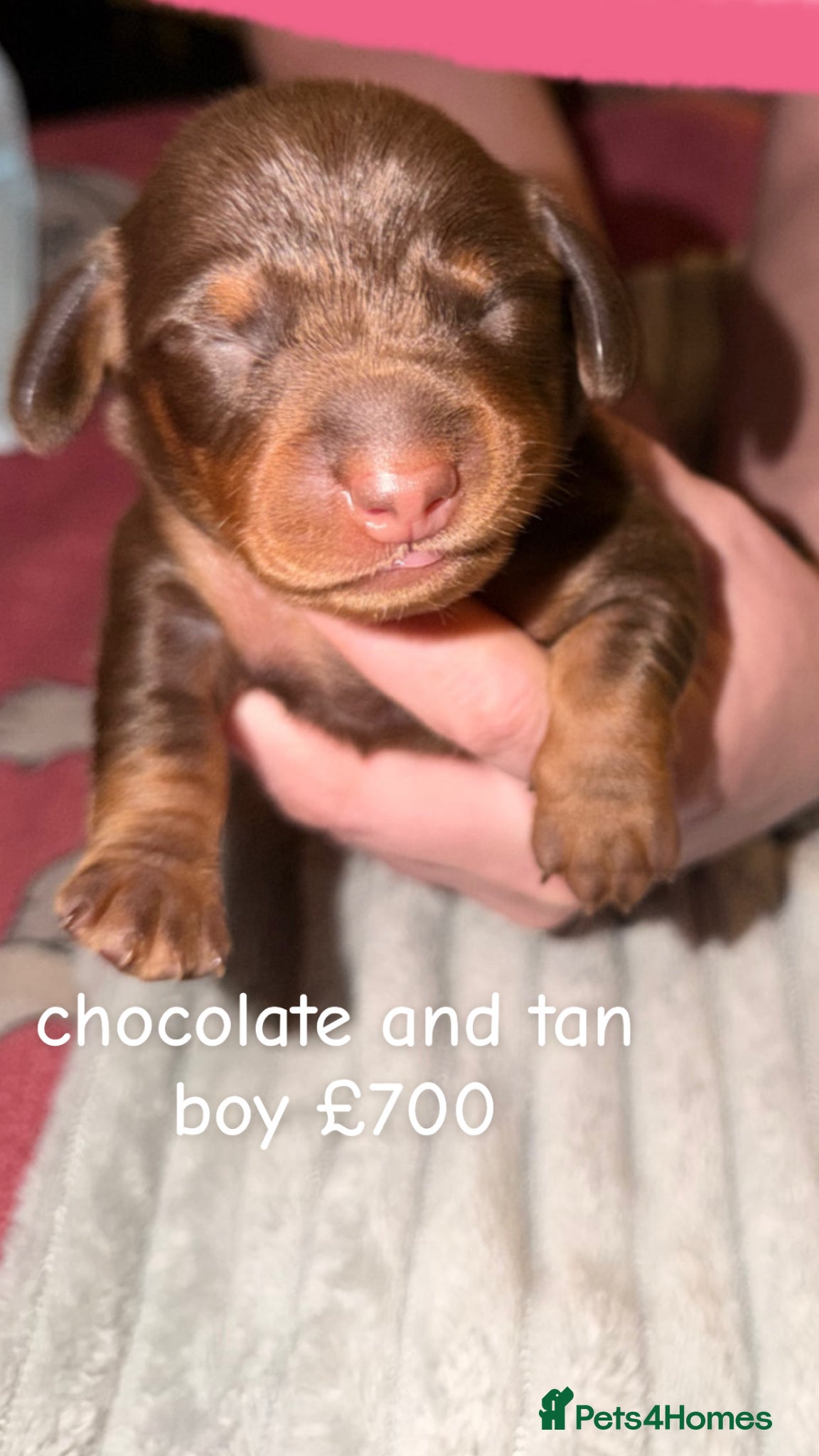 Dachshund dogs for sale: gorgeous puppy dachshunds for sale in Portsmouth - Advert 4