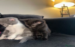 British Shorthair cats for sale: British short hair mixed kittens - Advert 3