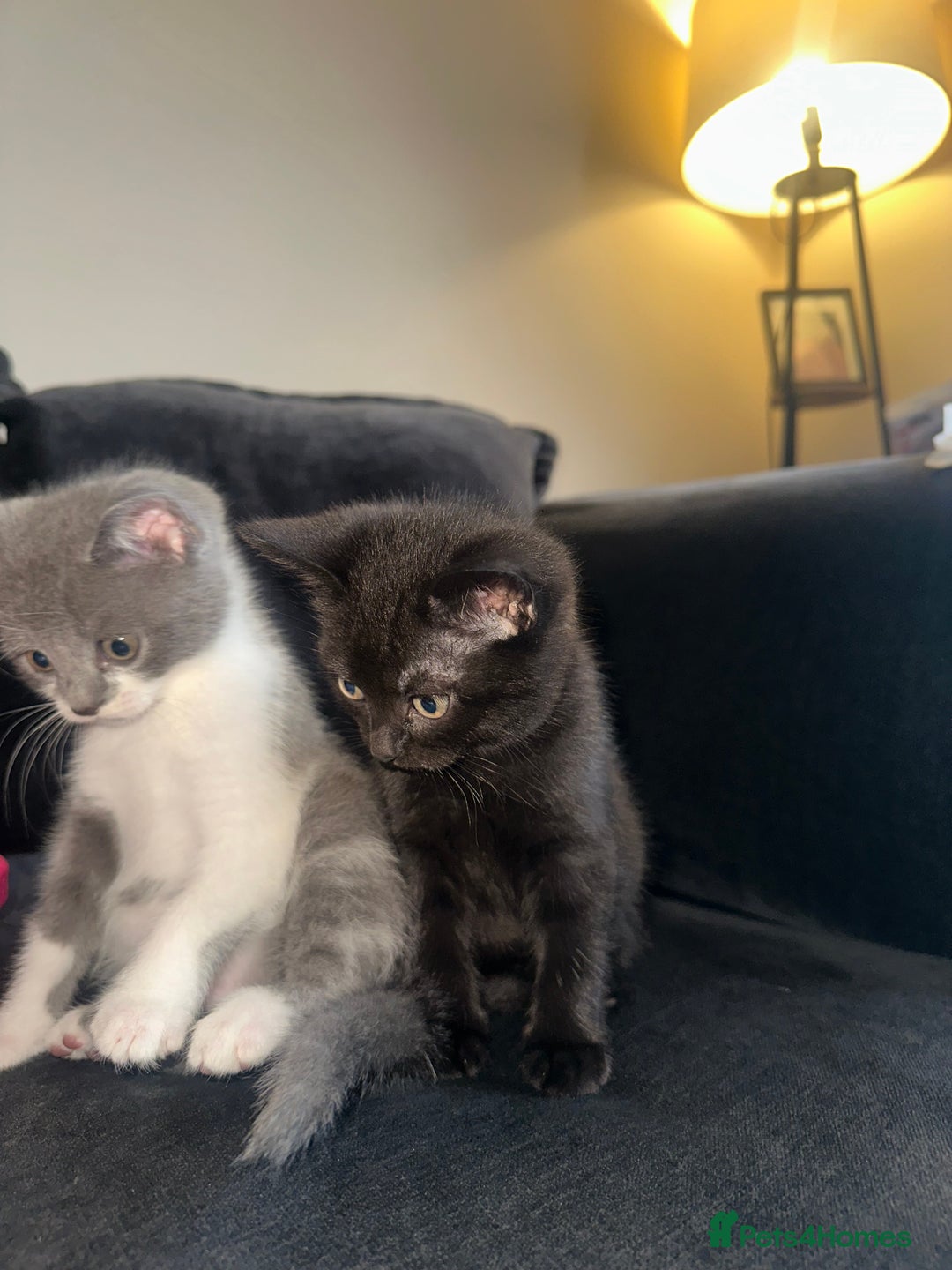 British Shorthair cats for sale: British short hair mixed kittens - Advert 3