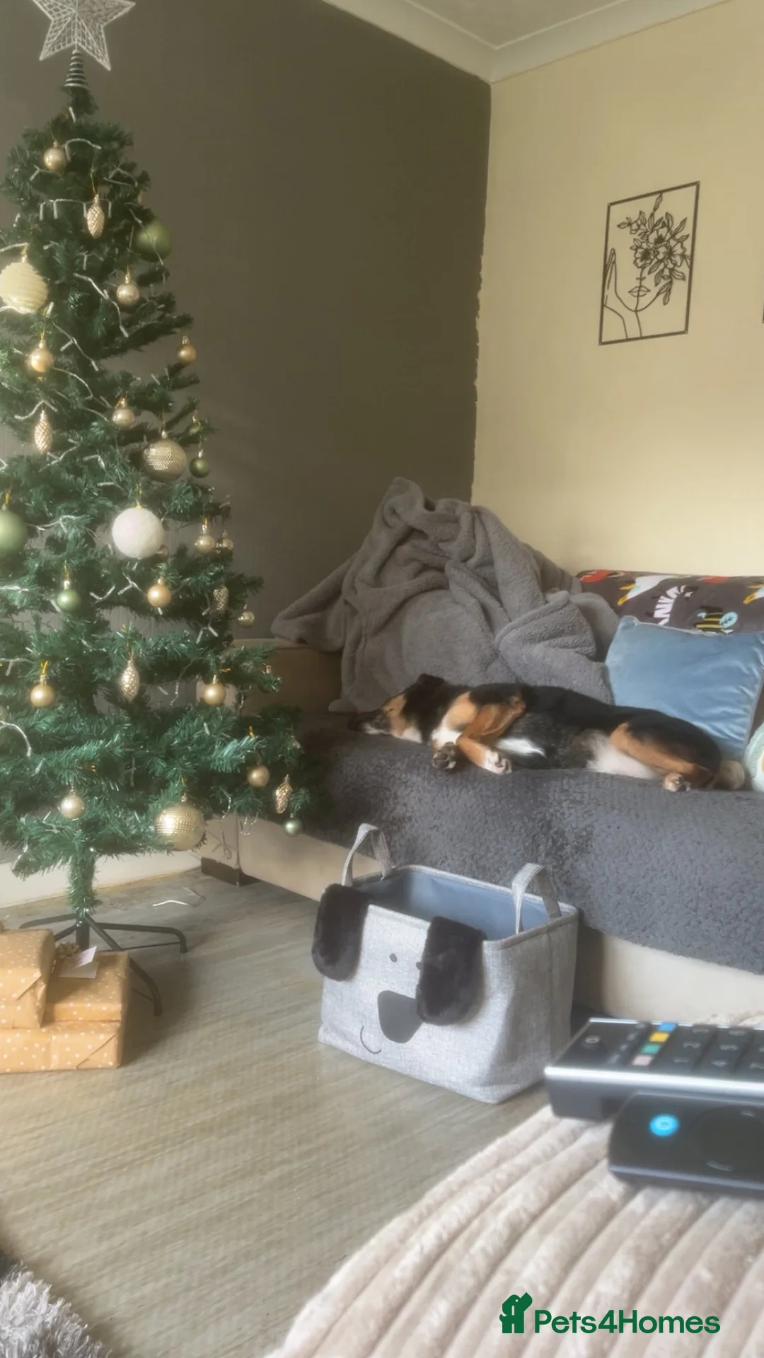 Mixed Breed dogs for adoption: Bumble for adoption - Advert 10