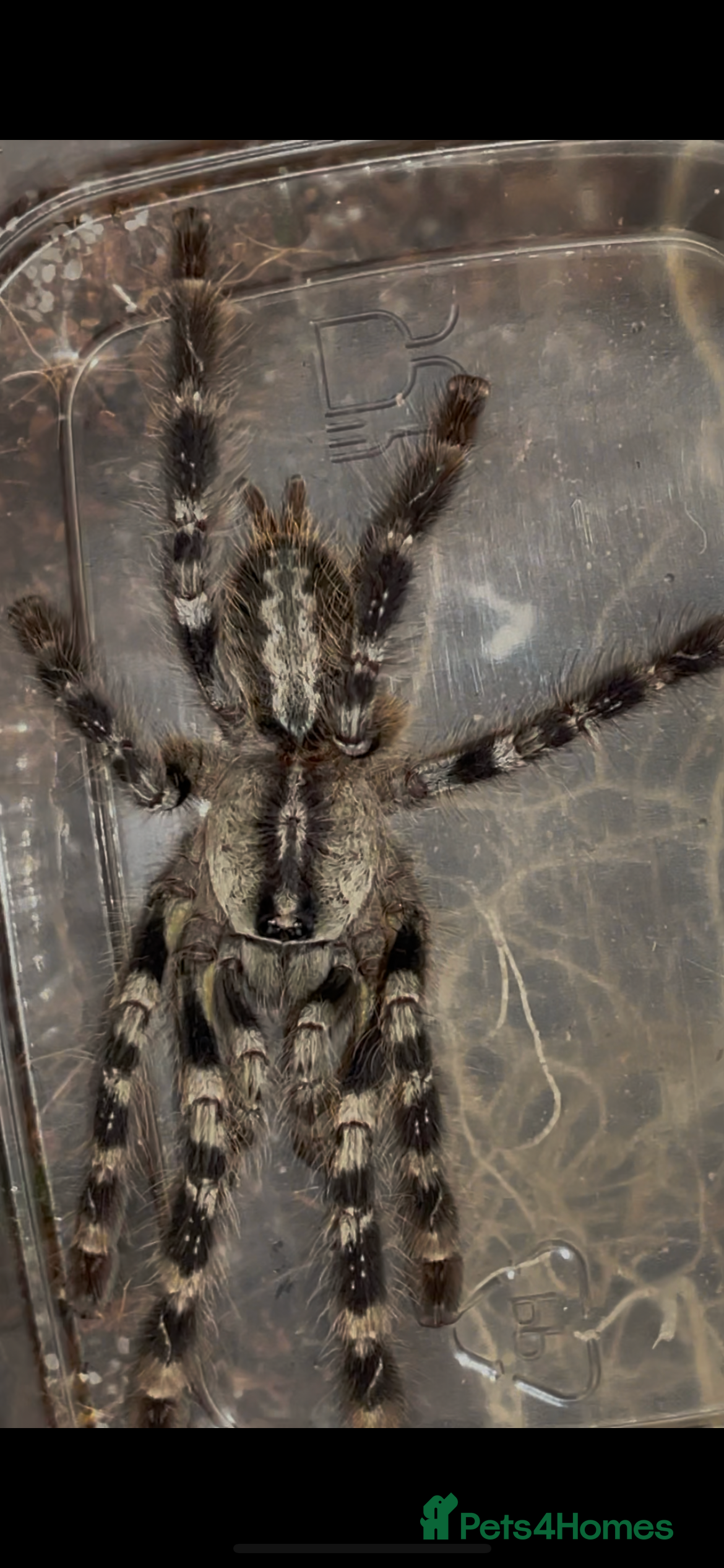 Tarantulas invertebrates Indian ornamental - Poecilotheria regalis - Advert 1