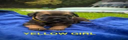 Border Terrier dogs for sale: Kc registered border terriers  in Maidstone - Advert 4