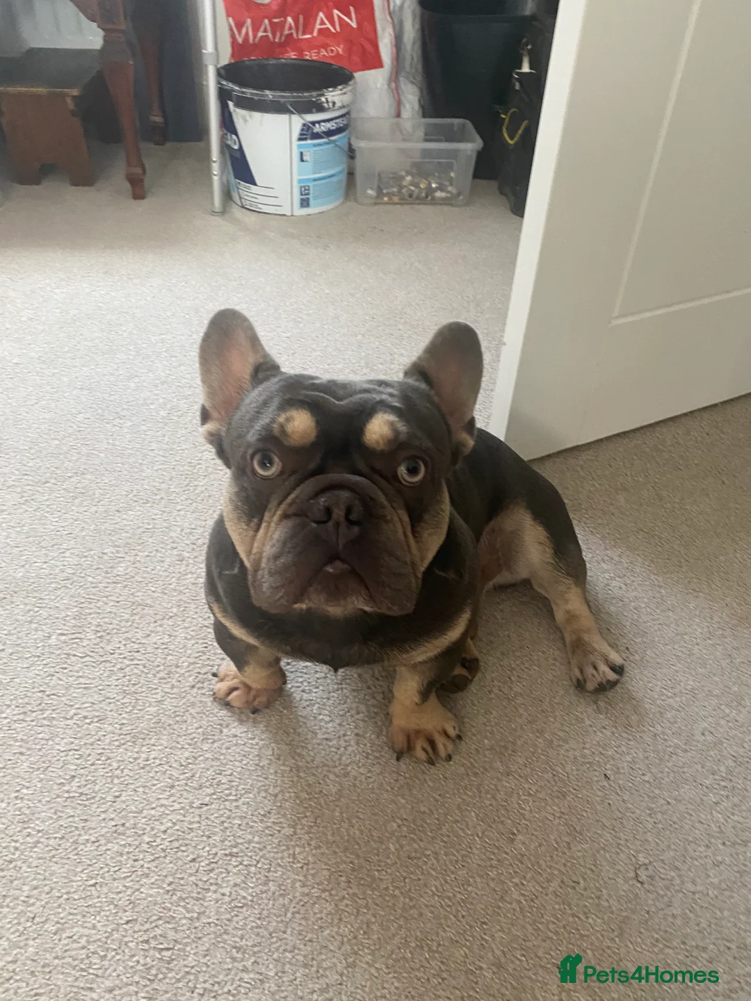 French Bulldog dogs for stud: French Bulldog to stud out in Derby - Advert 13