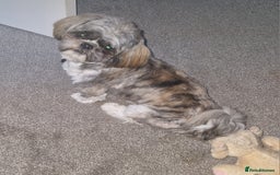 Shih Tzu dogs for stud: Gorgeous shih tzu for stud - Image 1