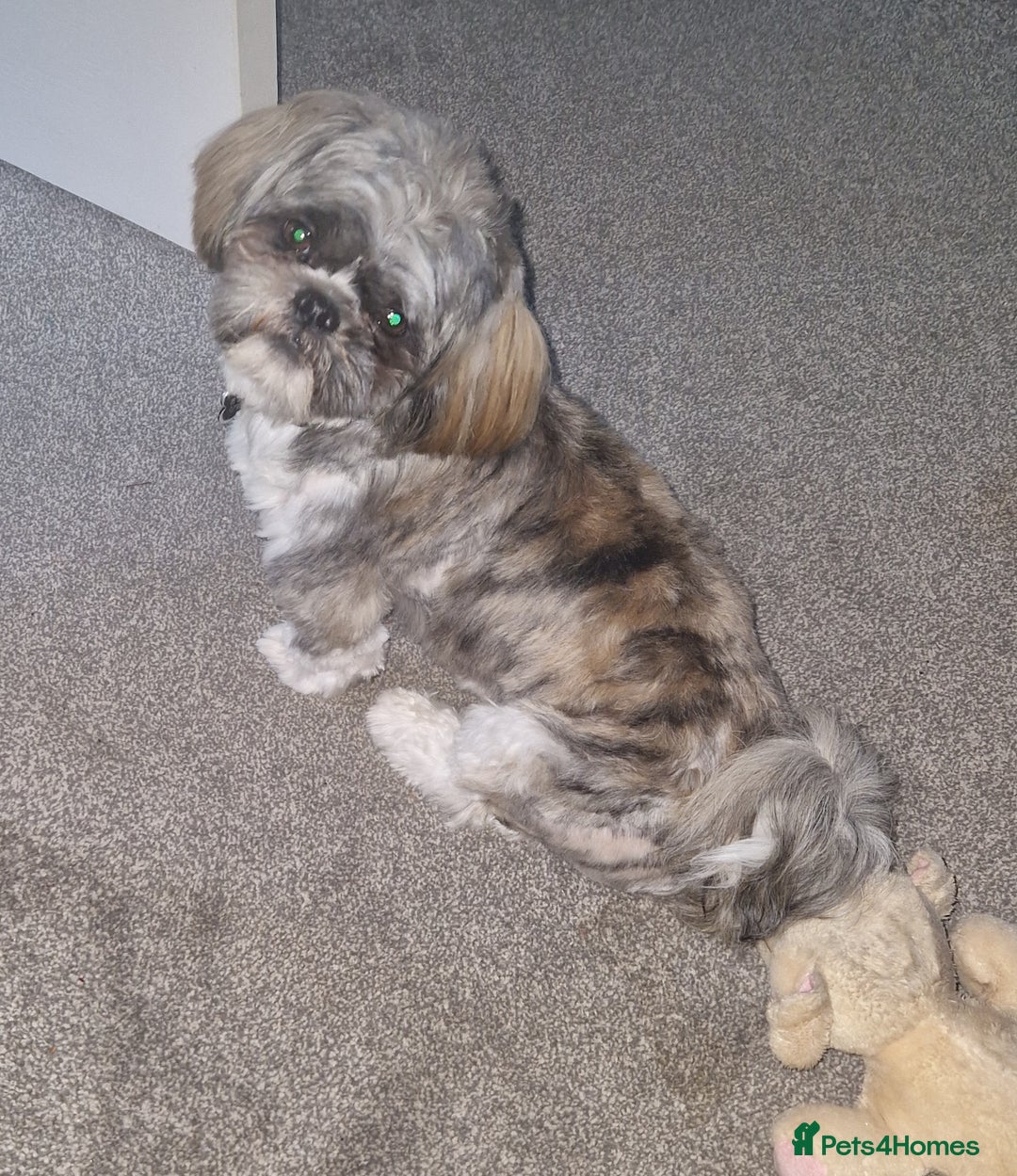 Shih Tzu dogs for stud: Gorgeous shih tzu for stud - Image 1
