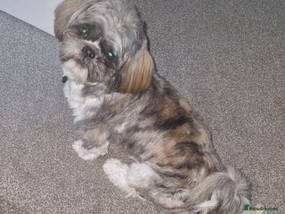 Shih Tzu dogs - Advert 3