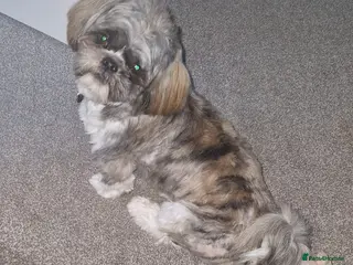 Shih Tzu dogs Gorgeous shih tzu for stud - Advert 14