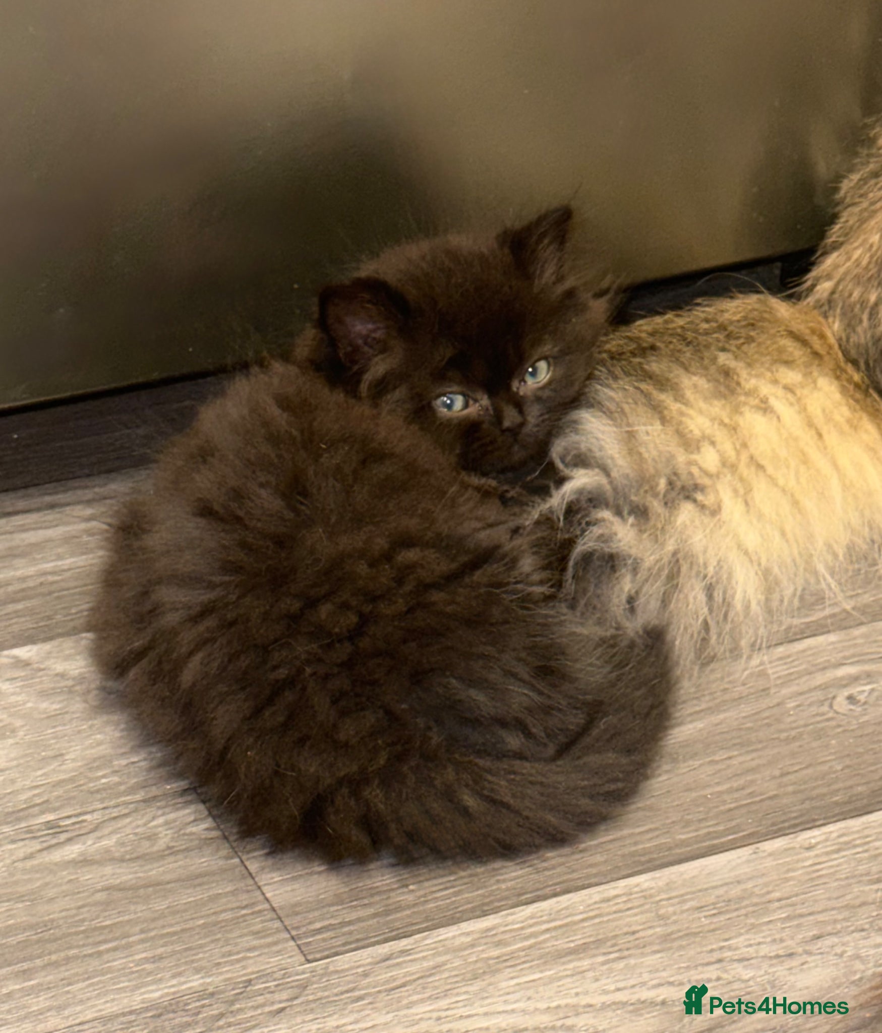 Persian cats Beautiful Persian Kittens – Ready To leave 🐾 - Advert 12