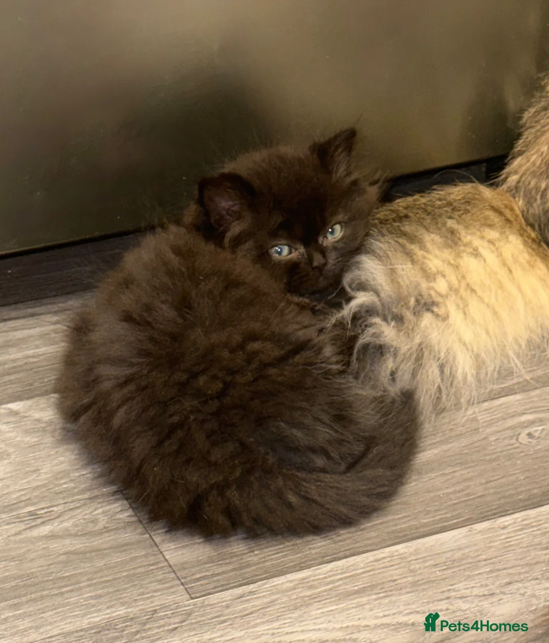 Persian cats for sale: Beautiful Persian Kittens – Ready To leave 🐾 - Advert 2