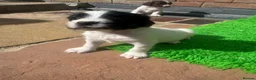 English Springer Spaniel dogs for sale: Exceptional ESS pups from tested working parents  - Advert 10