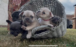 French Bulldog dogs for sale:  French bulldogs looking for their forever home in Lincoln - Image 3