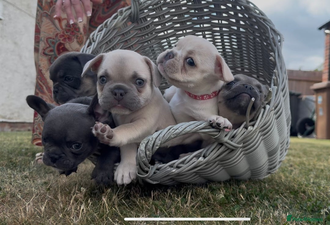 French Bulldog dogs for sale:  French bulldogs looking for their forever home in Lincoln - Image 3