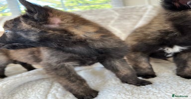 Belgian Shepherd Dog dogs Dutch herders - Advert 5