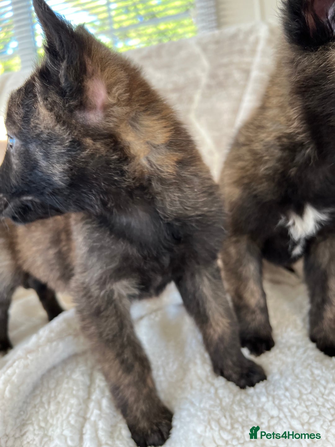 Belgian Shepherd Dog dogs for sale: Dutch herders - Advert 3