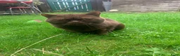 British Shorthair cats for sale: brownie - Advert 1