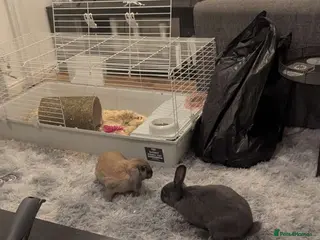 Chinchilla rabbits 2 rabbits - Advert 1