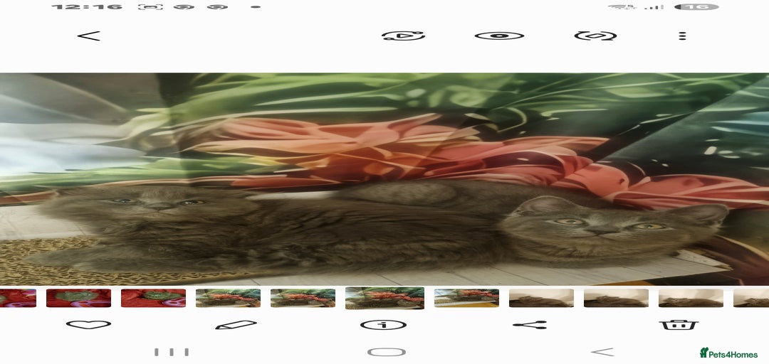 Gallery Image {{count}}