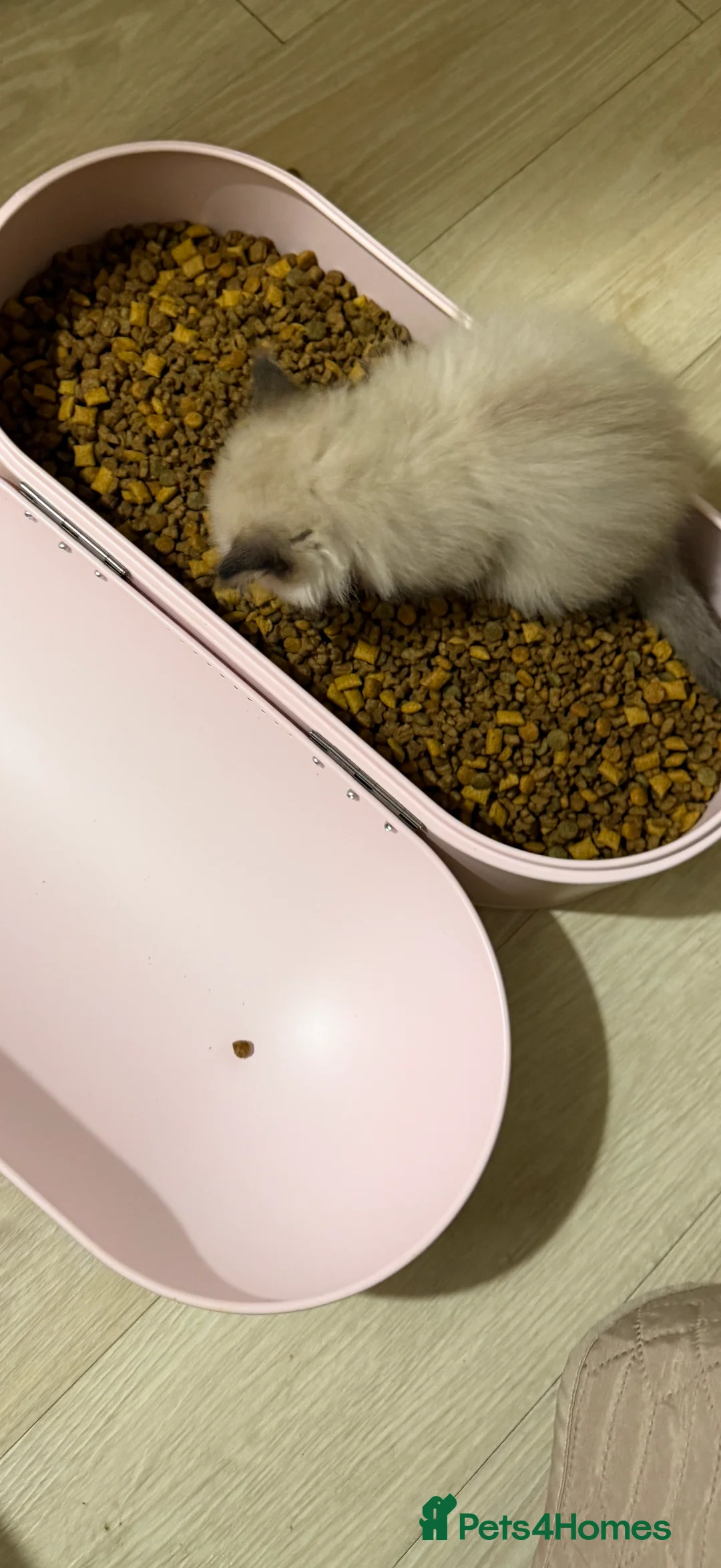 Ragdoll cats for sale: Beautiful Seal Point female Ragdoll kitten - Advert 16
