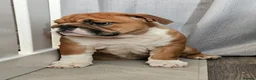 English Bulldog dogs for sale: 2 fantastic red british girls. - Advert 3