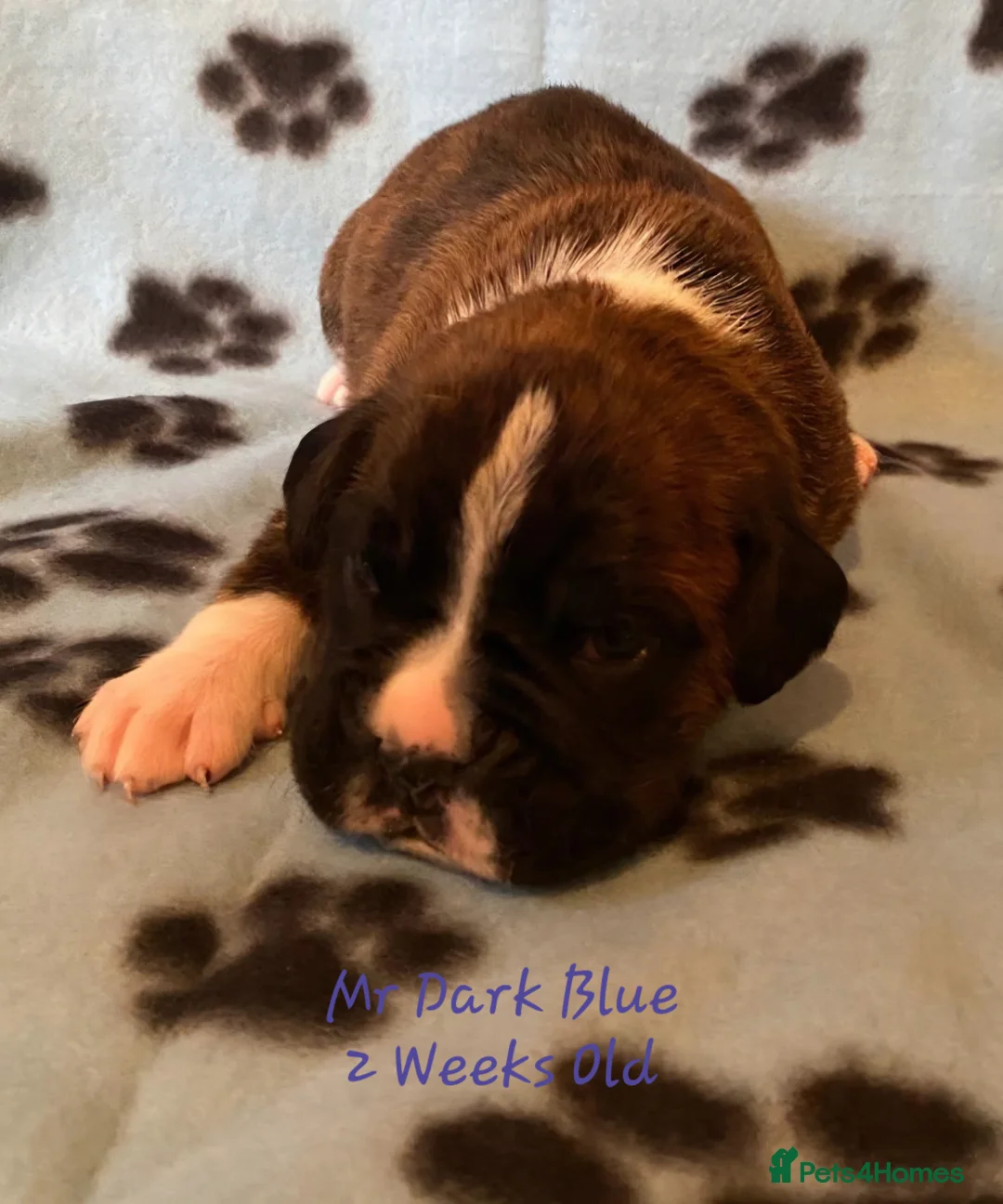 Boxer dogs for sale: 3 Brindle Puppies Available - Advert 20