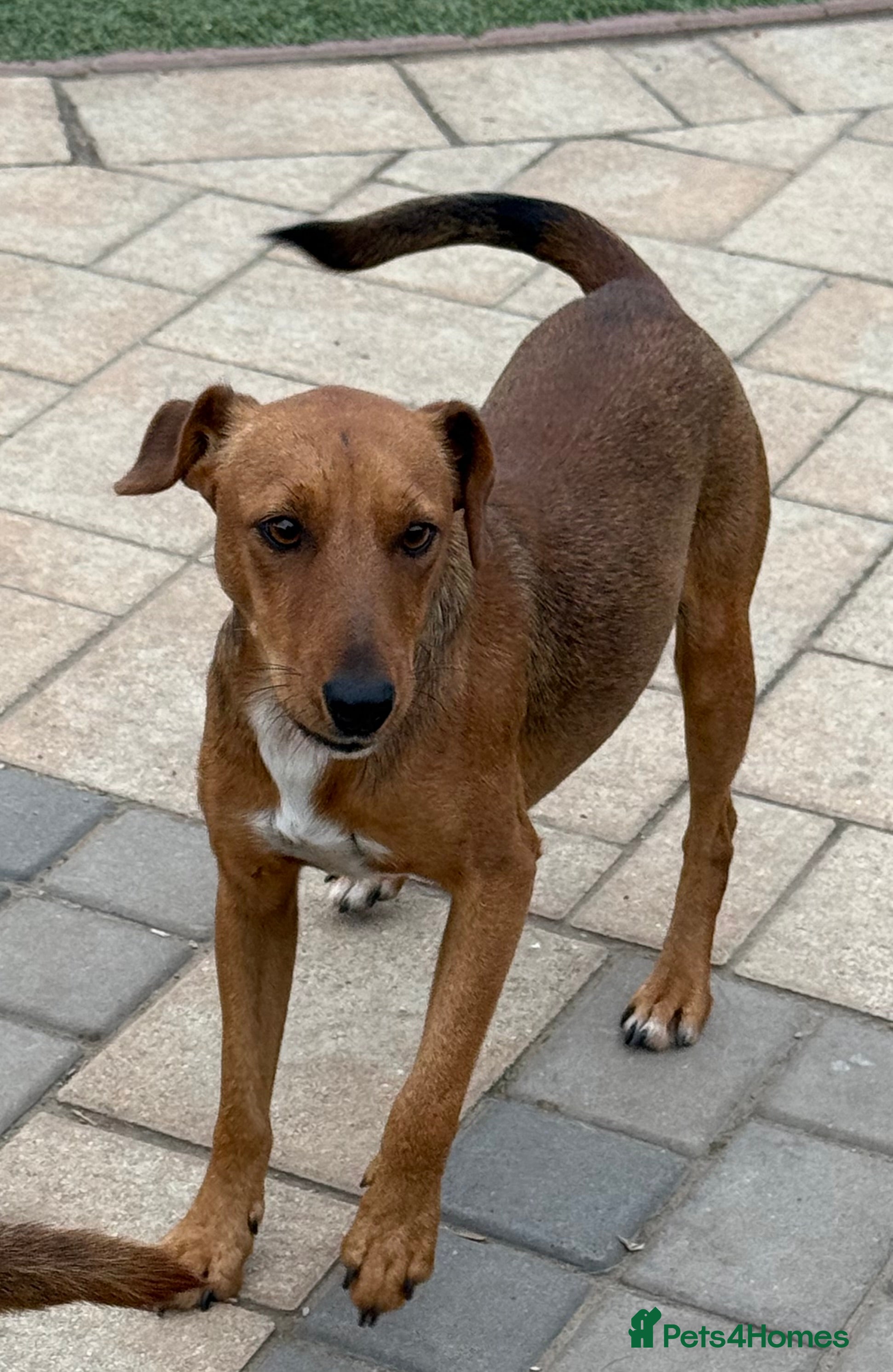 Fox Terrier dogs Sweet Felix Needs LOVE - Advert 18