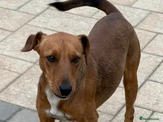 Fox Terrier dogs Sweet Felix Needs LOVE - Advert 5