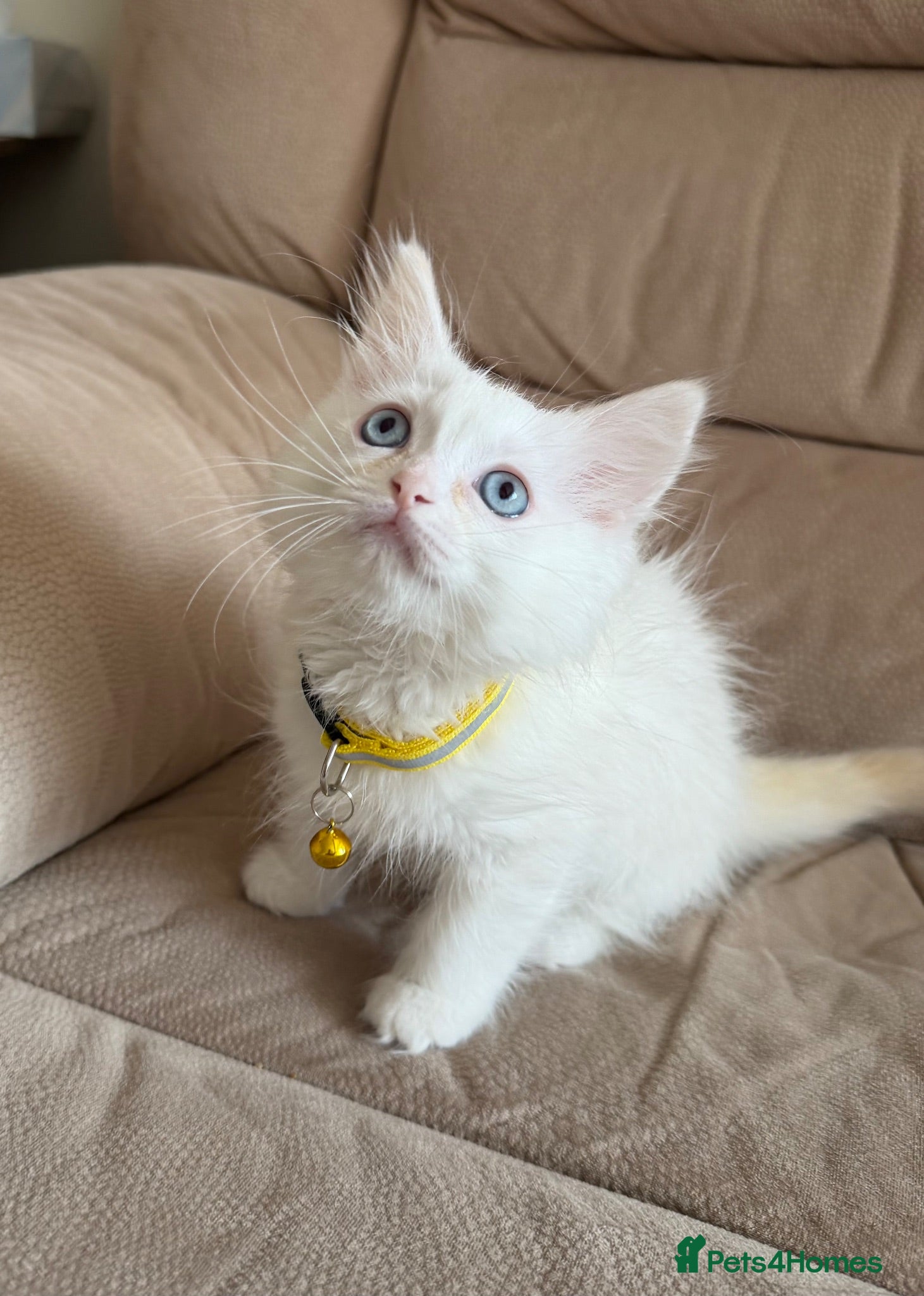 Ragdoll cats Last 2 Adorable Blue-Eyed Ragdoll Kittens - Advert 2