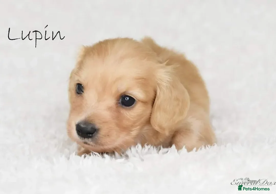 Miniature Dachshund dogs for stud: Clear Cream Stud in Rochford - Advert 4