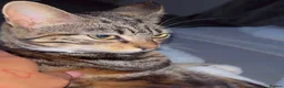 Mixed Breed cats for sale: Beautiful Domestic Shorthair Kittens  🐾 - Advert 6
