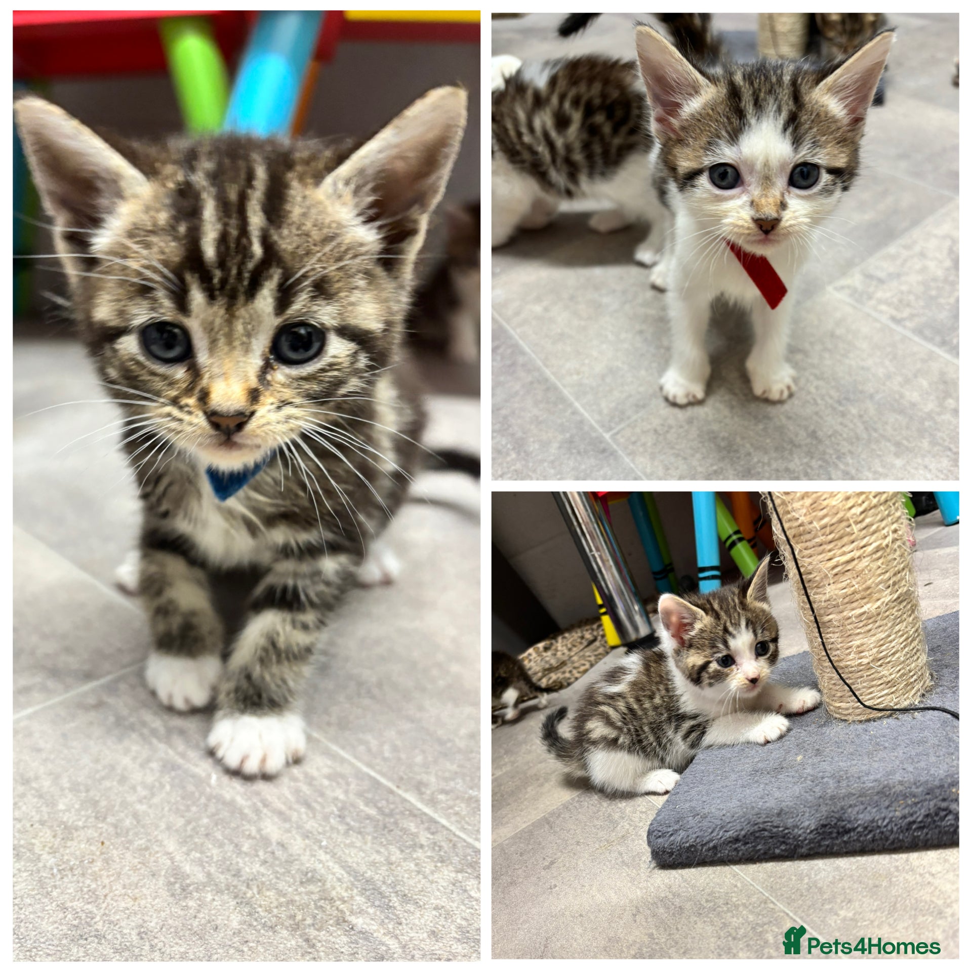 Mixed Breed cats Beautiful kittens  - Advert 2