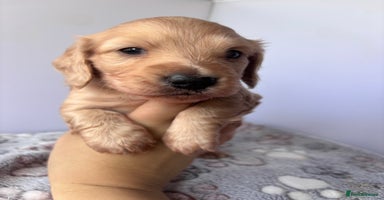 Miniature Dachshund dogs - Advert 1