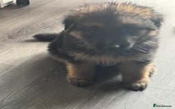 German Shepherd dogs for sale: Amazing fluffy German shepherd puppies  - Image 1
