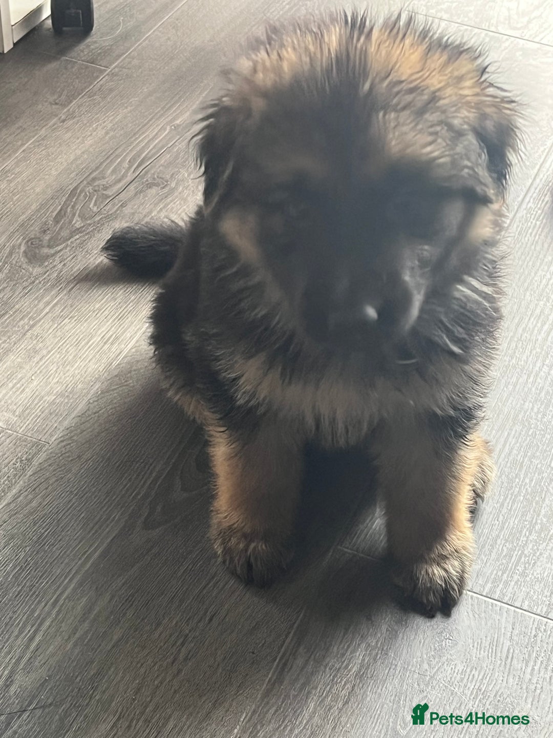 German Shepherd dogs for sale: Amazing fluffy German shepherd puppies  - Image 1