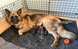 German Shepherd dogs for sale: KC Long Coated German Shepherd Puppies  - Image 10