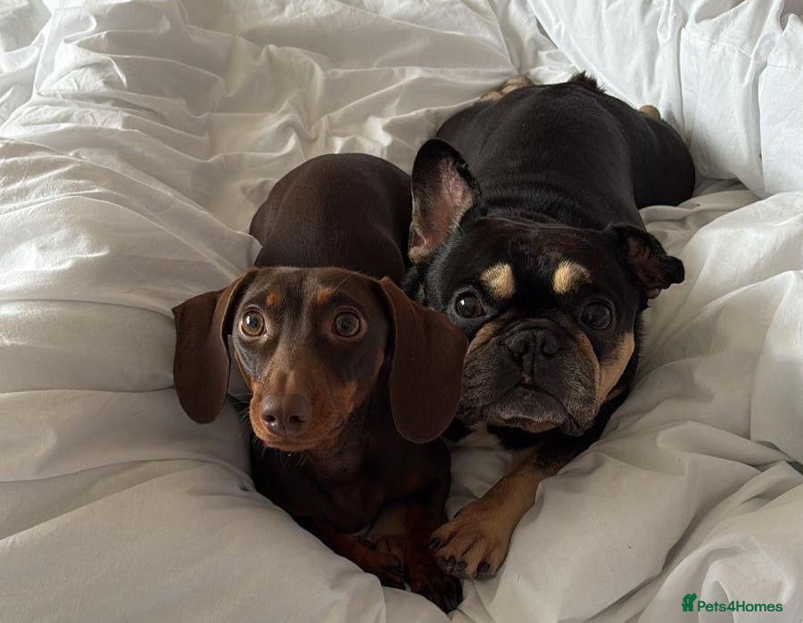 Mixed Breed dogs French bull wieners  - Advert 1