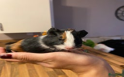 Guinea Pig rodents for sale: Baby female Guinea pigs - Image 15