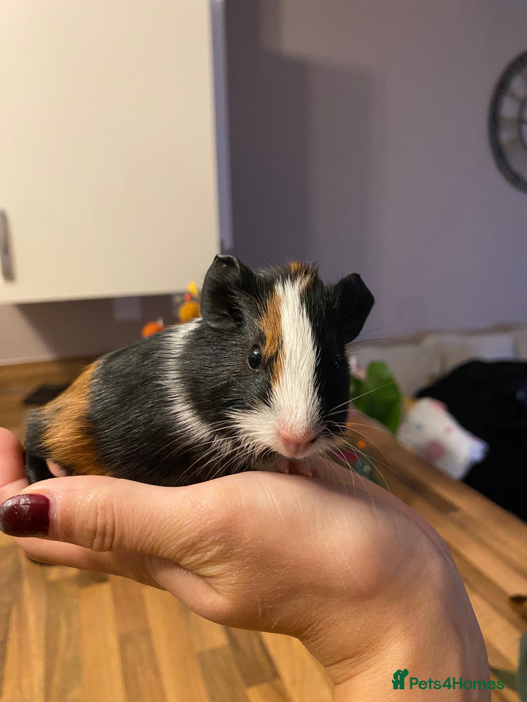 Guinea Pig rodents for sale: Baby female Guinea pigs - Image 15