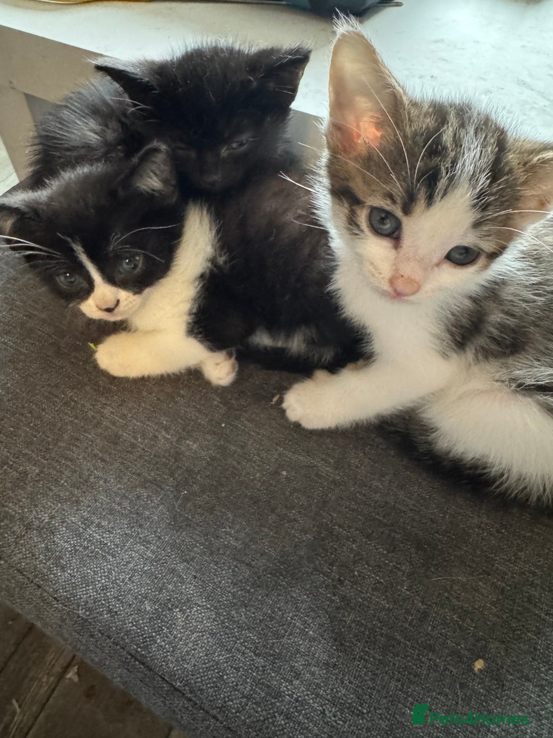 Mixed Breed cats for sale: Kitten - Image 3