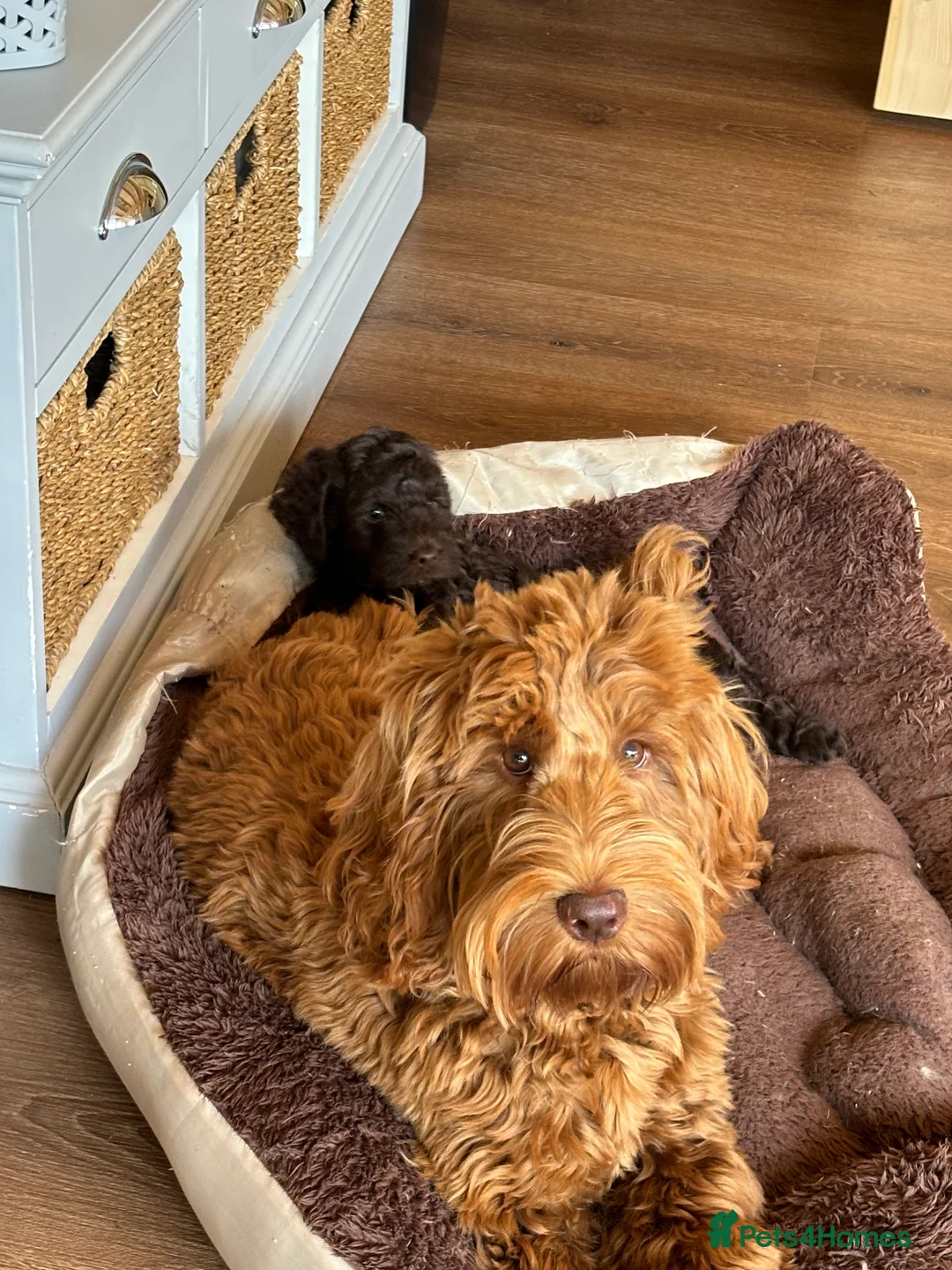 Cockapoo dogs for stud: F1 Red Cockapoo PROVEN Stud-Extensively DNA Tested in Stafford - Advert 6