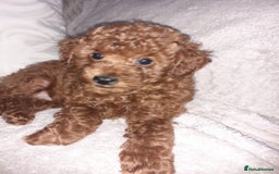 Toy Poodle dogs for sale: KC Registered gorgeous Red Toy Poodle Puppies - Image 5