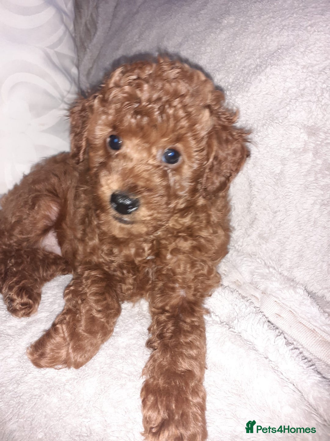 Toy Poodle dogs for sale: KC Registered gorgeous Red Toy Poodle Puppies - Image 5