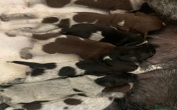 German Shorthaired Pointer dogs for sale: Exceptional German Shorthaired Pointer Puppies - Image 12
