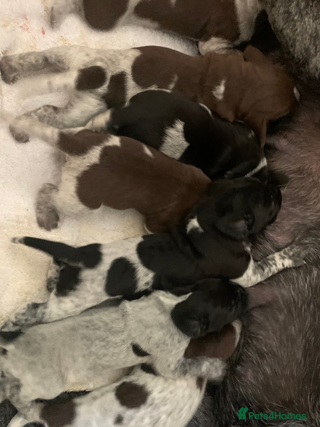 German Shorthaired Pointer dogs for sale: Exceptional German Shorthaired Pointer Puppies - Image 12