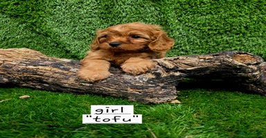 Cavapoo dogs - Advert 1