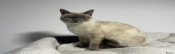 British Shorthair cats for sale: British shorthair 1year old girl - Advert 3