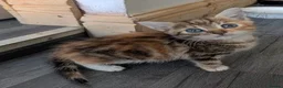 Mixed Breed cats for sale: Kitten  - Advert 15