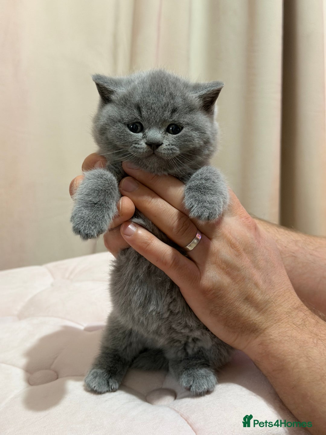 Scottish Fold cats for sale: Scottish Fold/ Straight kitties  - Advert 20